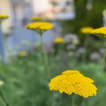 Daire Blue Loft - Boutique -