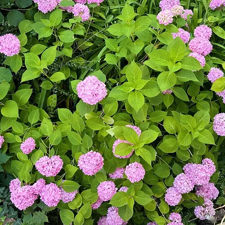 Daire Blue Loft - Boutique - *